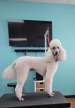 Poodle