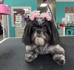 Shihtzu