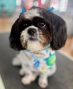 Shihtzu