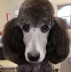 Poodle