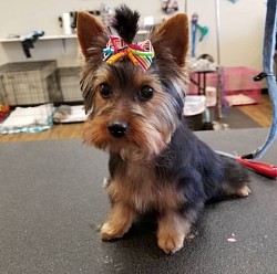 Yorkie