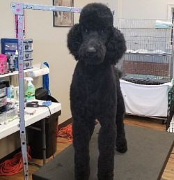 St poodle