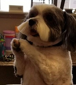 Shihtzu