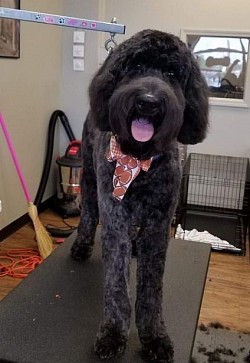 Handsome Doodle