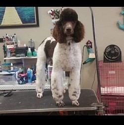 Poodle