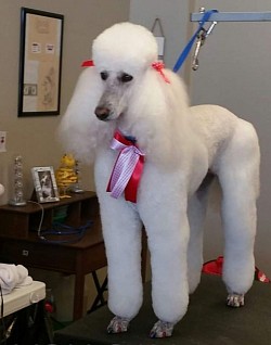 Sweet Beautiful Annie! She has passed over to Rainbow Bridge