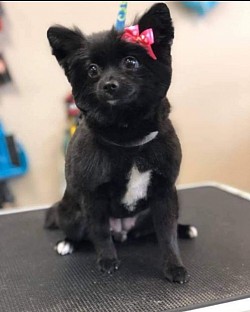 Pom