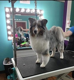 Sheltie
