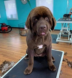 Newfie