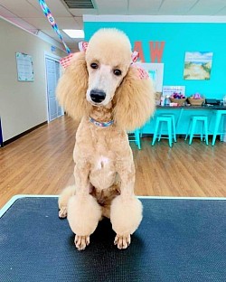 Poodle