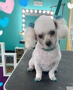 Poodle