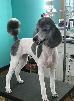 Poodle