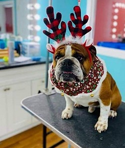 Bulldog